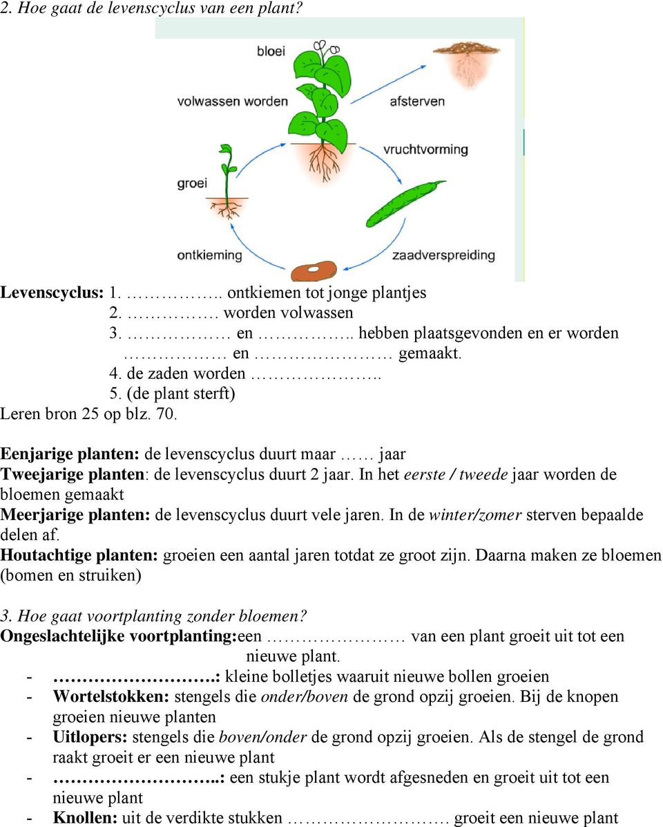 In het eerste / tweede jaar worden de bloemen gemaakt Meerjarige planten: de levenscyclus duurt vele jaren. In de winter/zomer sterven bepaalde delen af.