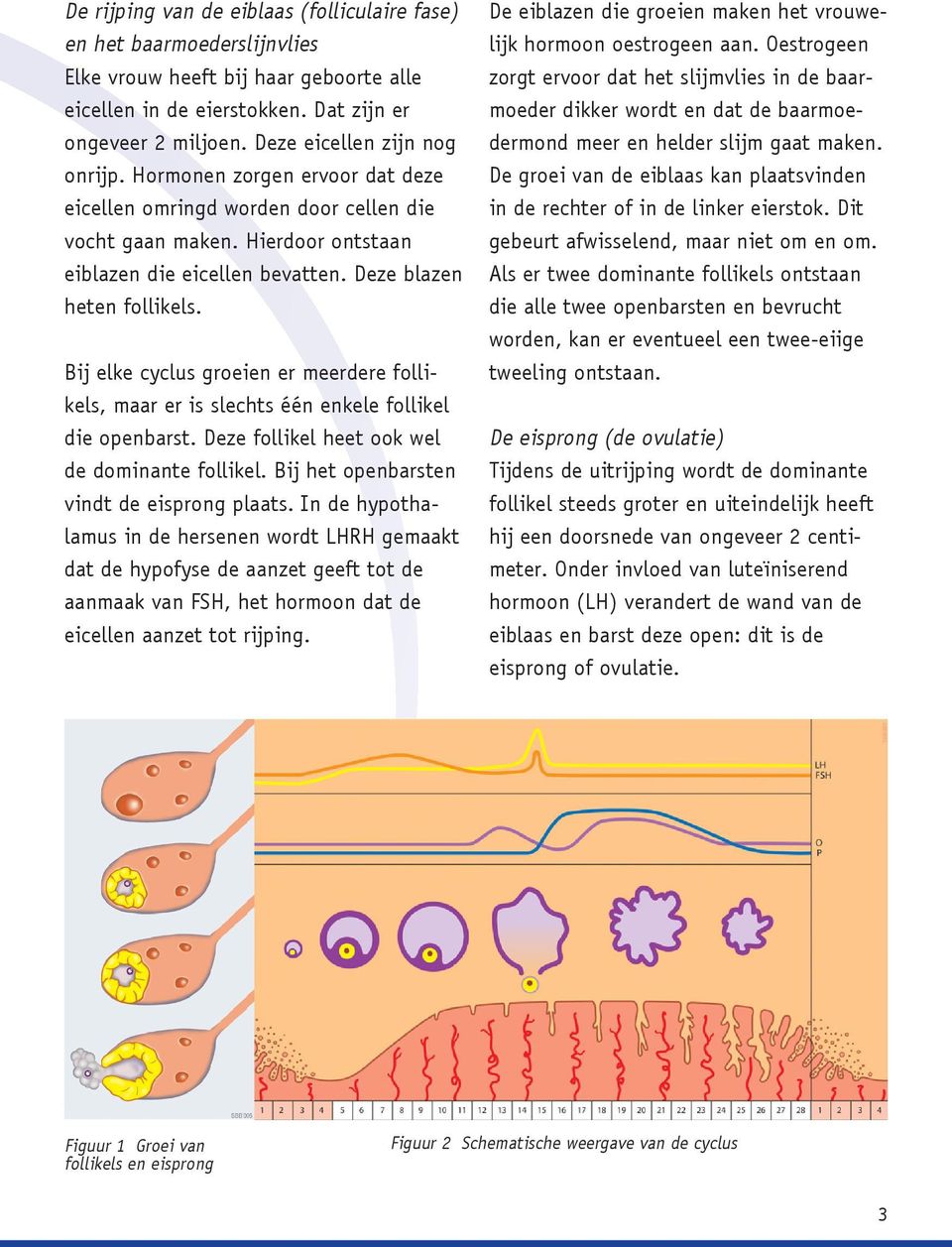 Bij elke cyclus groeien er meerdere follikels, maar er is slechts één enkele follikel die openbarst. Deze follikel heet ook wel de dominante follikel. Bij het openbarsten vindt de eisprong plaats.