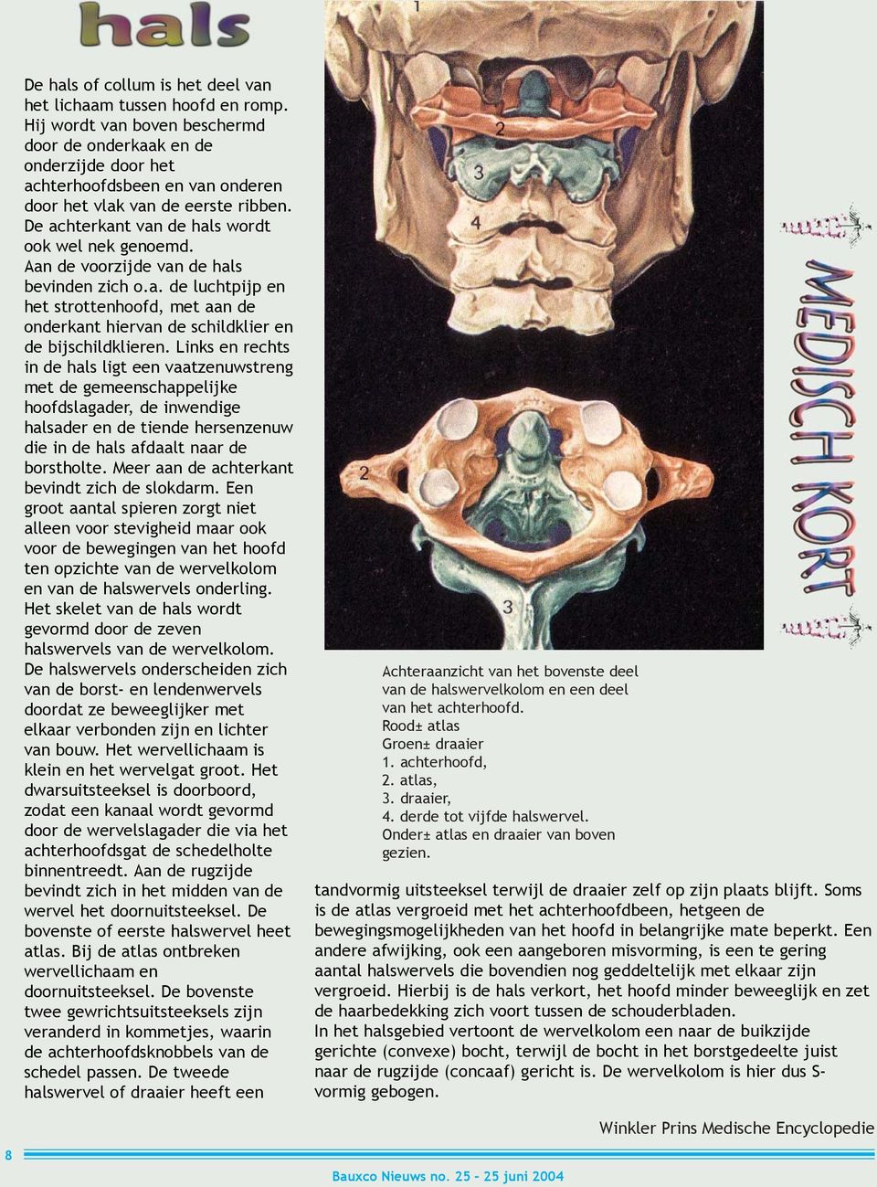 Aan de voorzijde van de hals bevinden zich o.a. de luchtpijp en het strottenhoofd, met aan de onderkant hiervan de schildklier en de bijschildklieren.