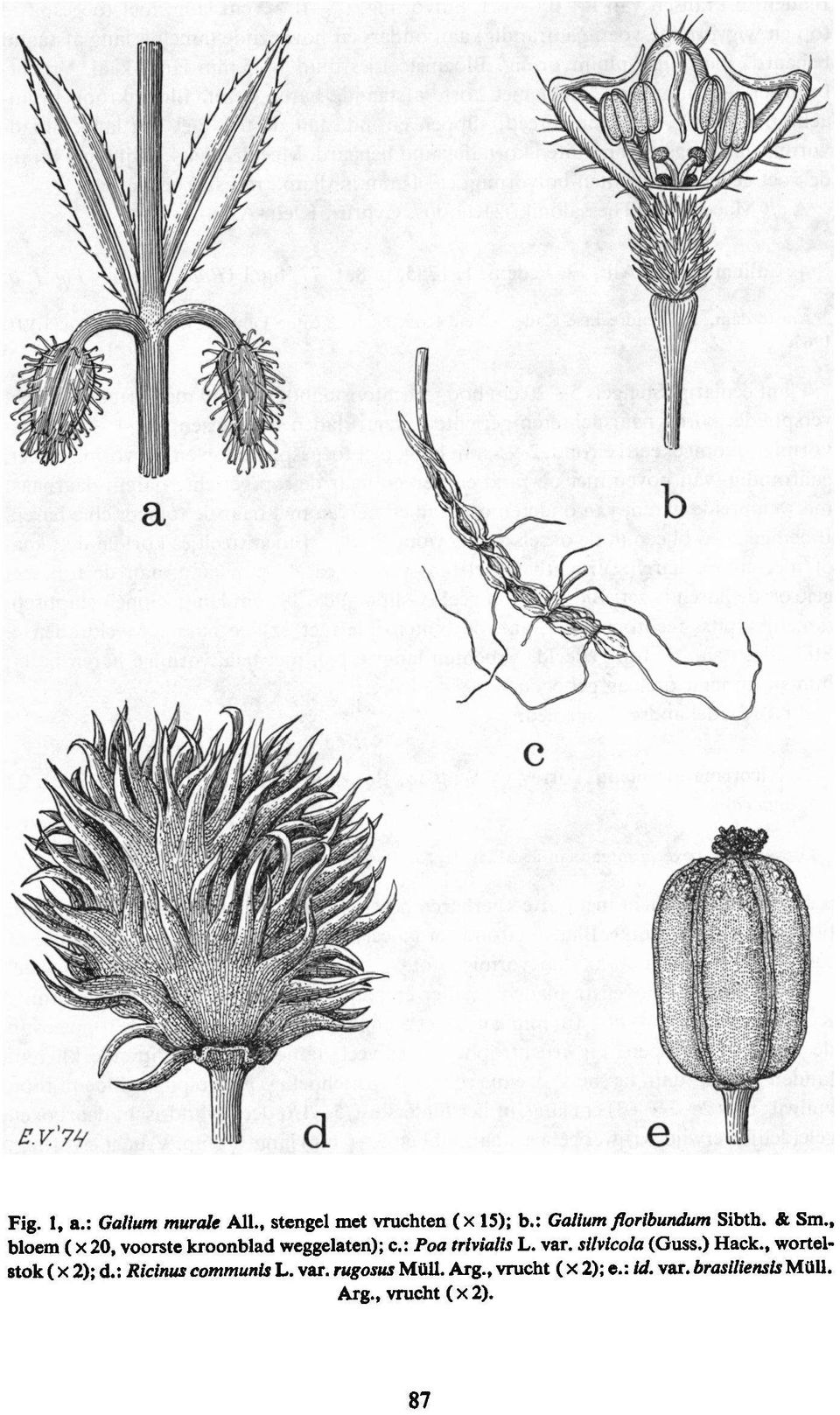 , wortelstok Ricinus communis L. var. rugosus Müll. Arg., vrucht (X2); e.: id.