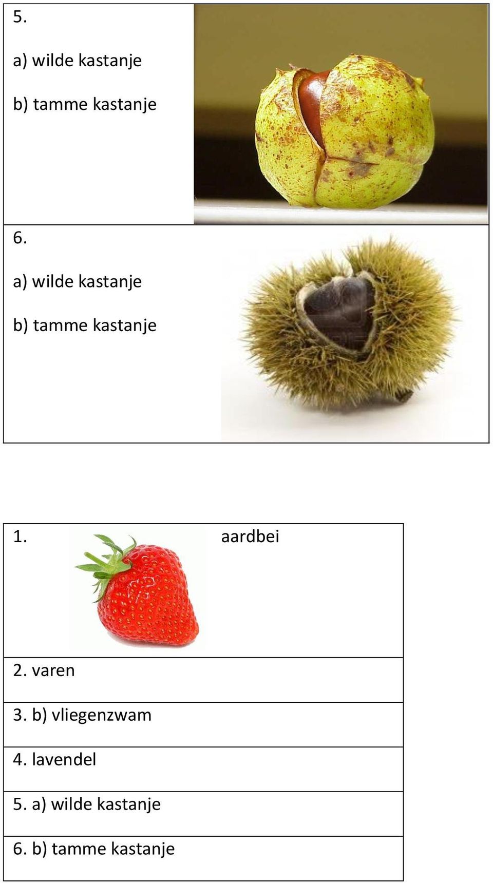 aardbei 2. varen 3. b) vliegenzwam 4.