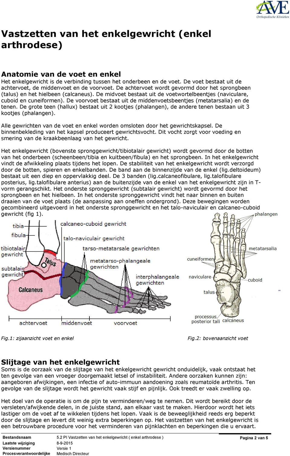 De midvoet bestaat uit de voetwortelbeentjes (naviculare, cuboid en cuneiformen). De voorvoet bestaat uit de middenvoetsbeentjes (metatarsalia) en de tenen.