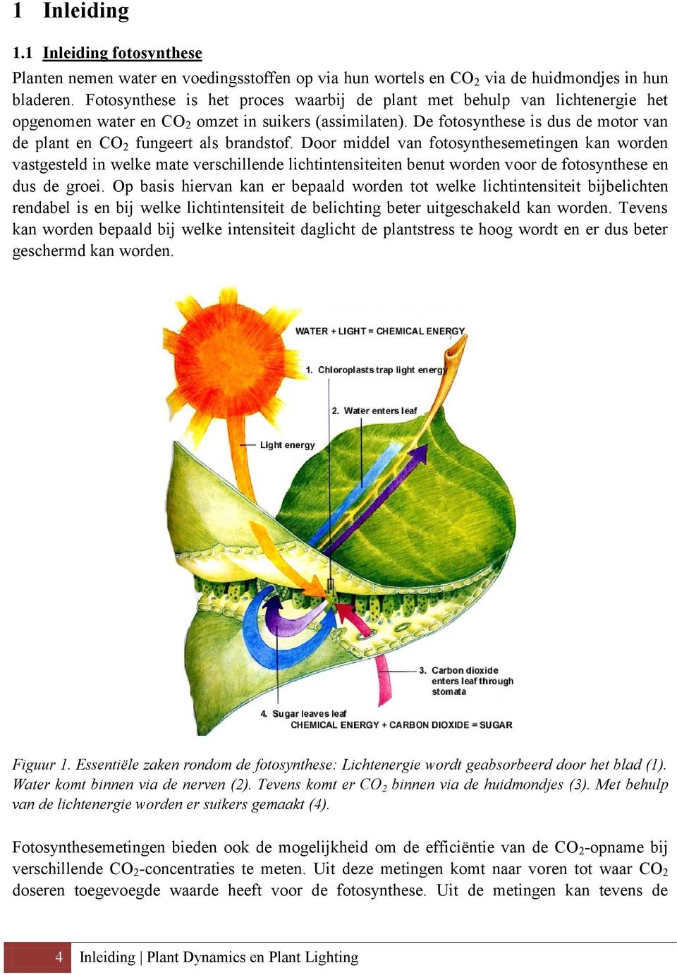 De fotosynthese is dus de motor van de plant en CO fungeert als brandstof.