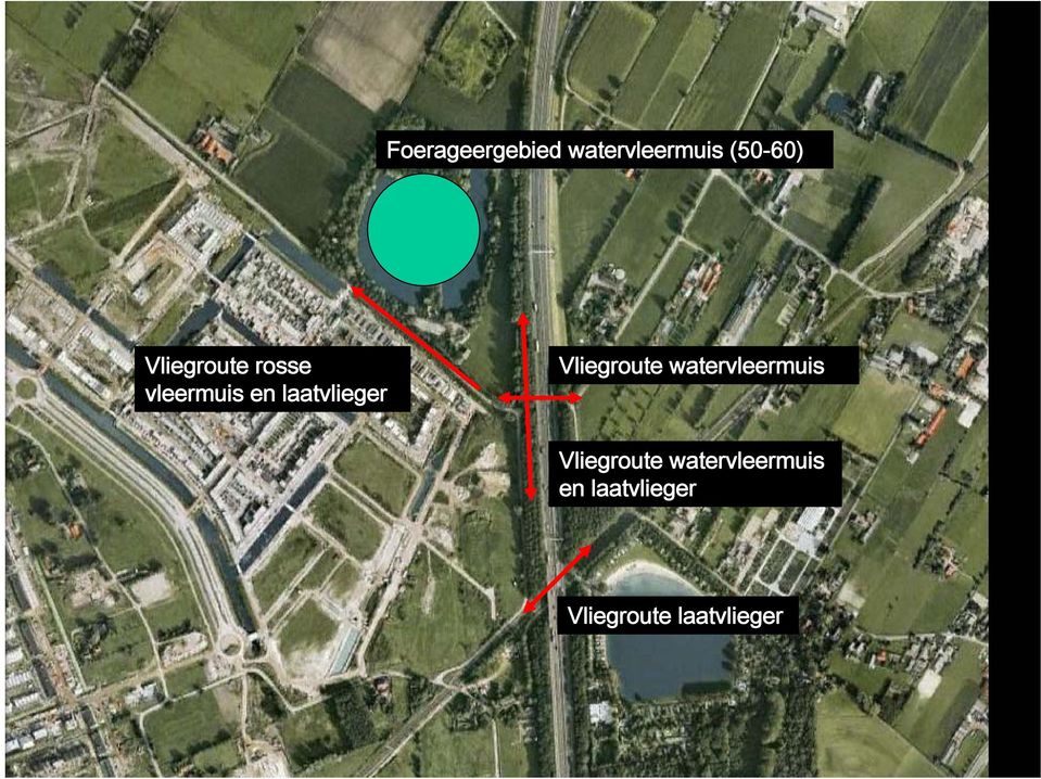 vleermuis en laatvlieger Vliegroute