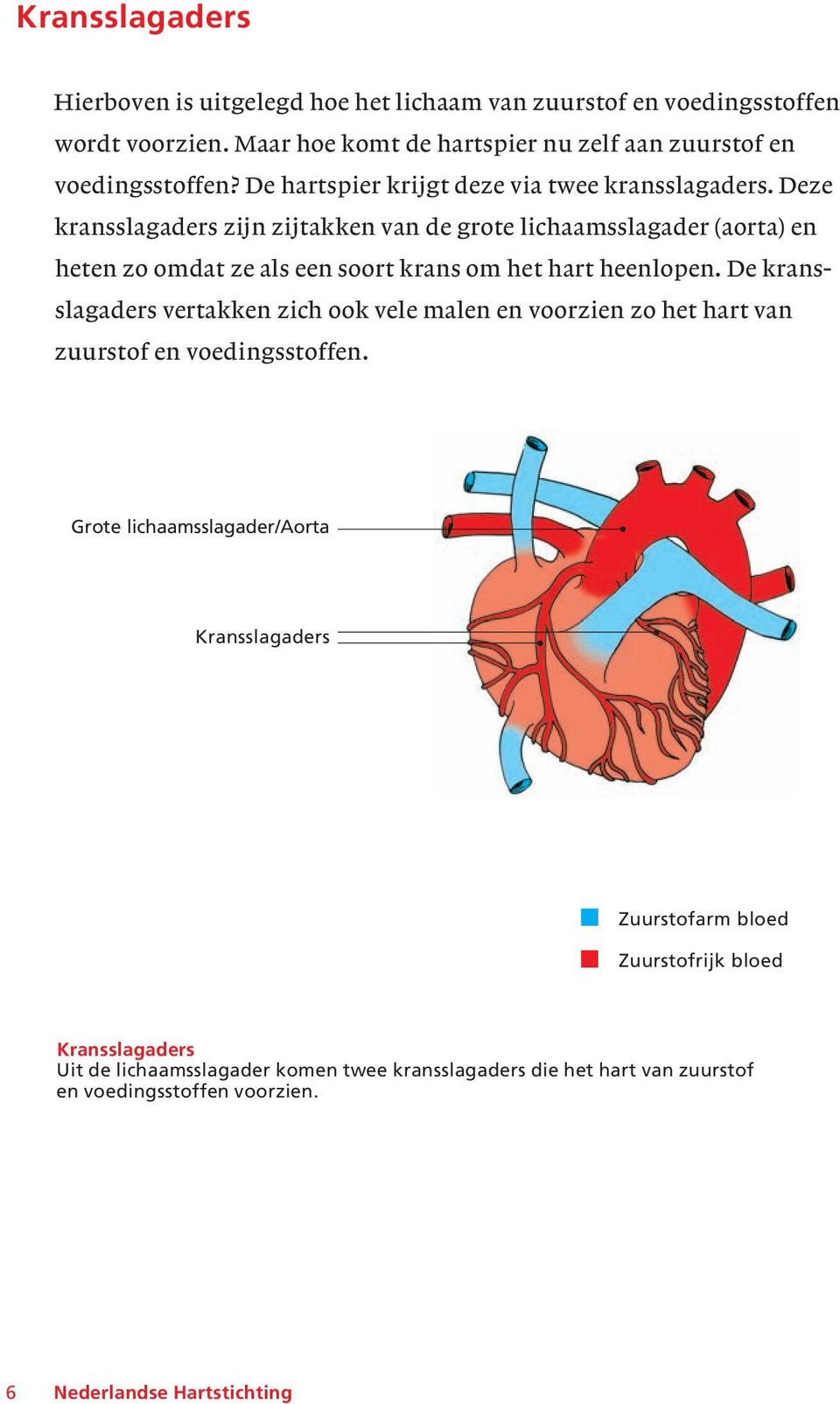 Deze kransslagaders zijn zijtakken van de grote lichaamsslagader (aorta) en heten zo omdat ze als een soort krans om het hart heenlopen.