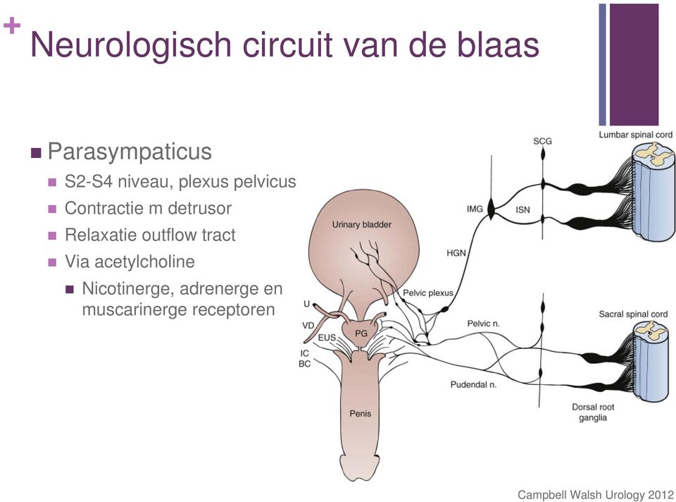 Relaxatie outflow tract Via acetylcholine Nicotinerge,