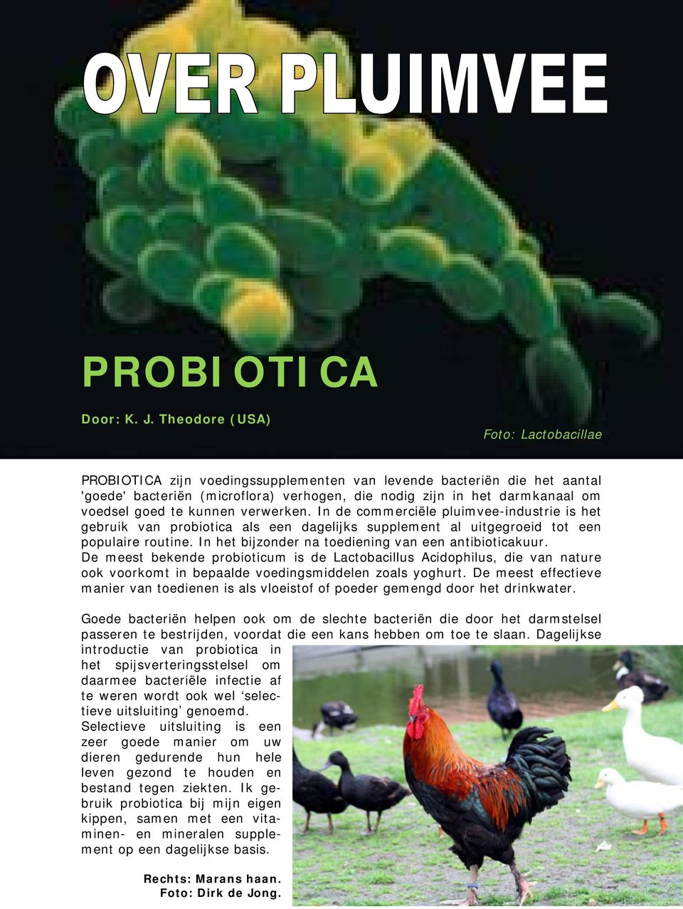 te kunnen verwerken. In de commerciële pluimvee-industrie is het gebruik van probiotica als een dagelijks supplement al uitgegroeid tot een populaire routine.