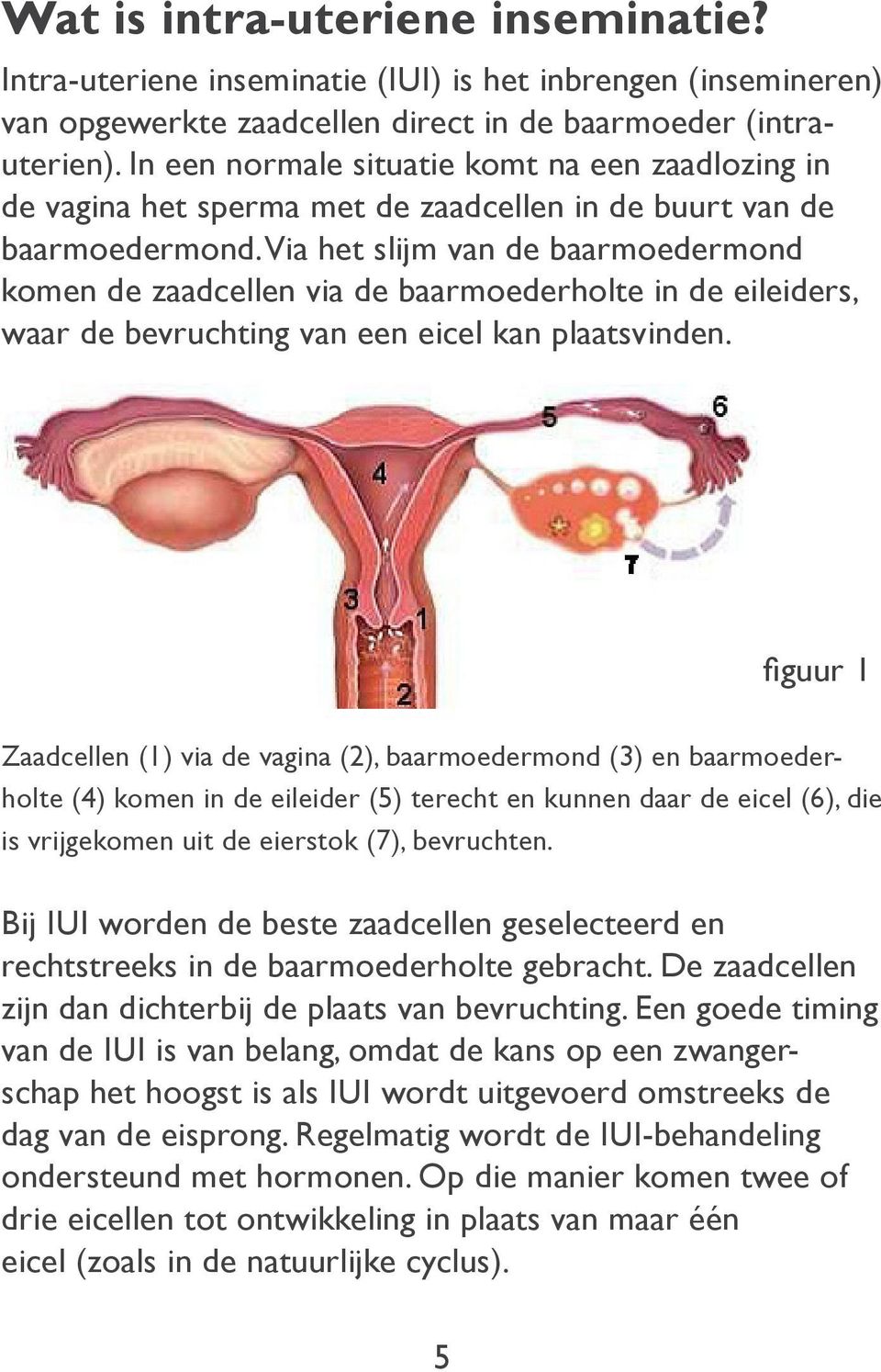 Via het slijm van de baarmoedermond komen de zaadcellen via de baarmoederholte in de eileiders, waar de bevruchting van een eicel kan plaatsvinden.