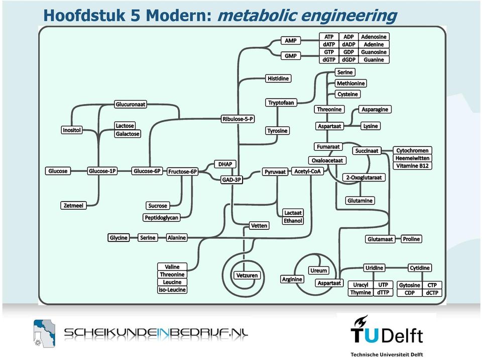 metabolic