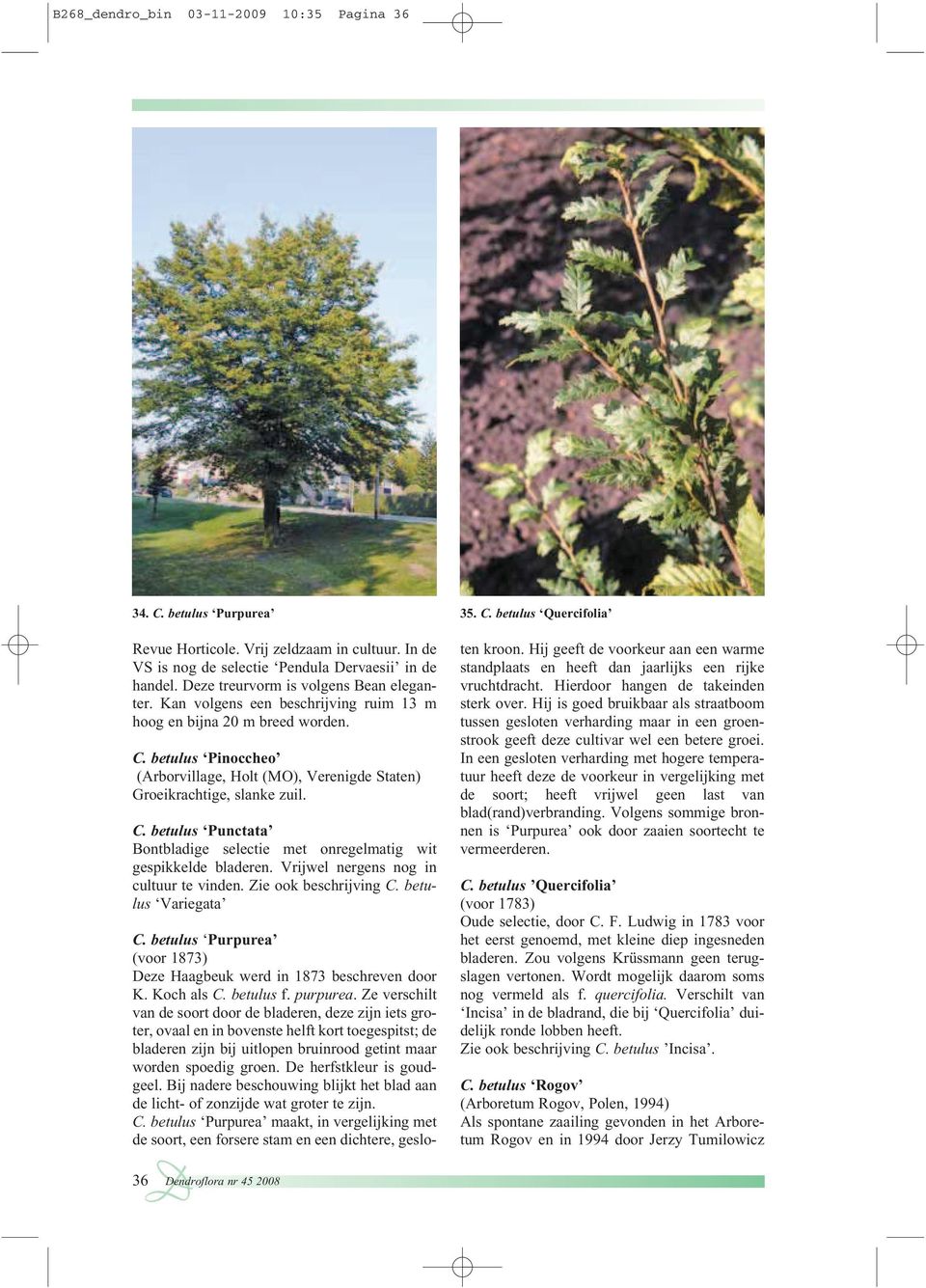 betulus Pinoccheo (Arborvillage, Holt (MO), Verenigde Staten) Groeikrachtige, slanke zuil. C. betulus Punctata Bontbladige selectie met onregelmatig wit gespikkelde bladeren.