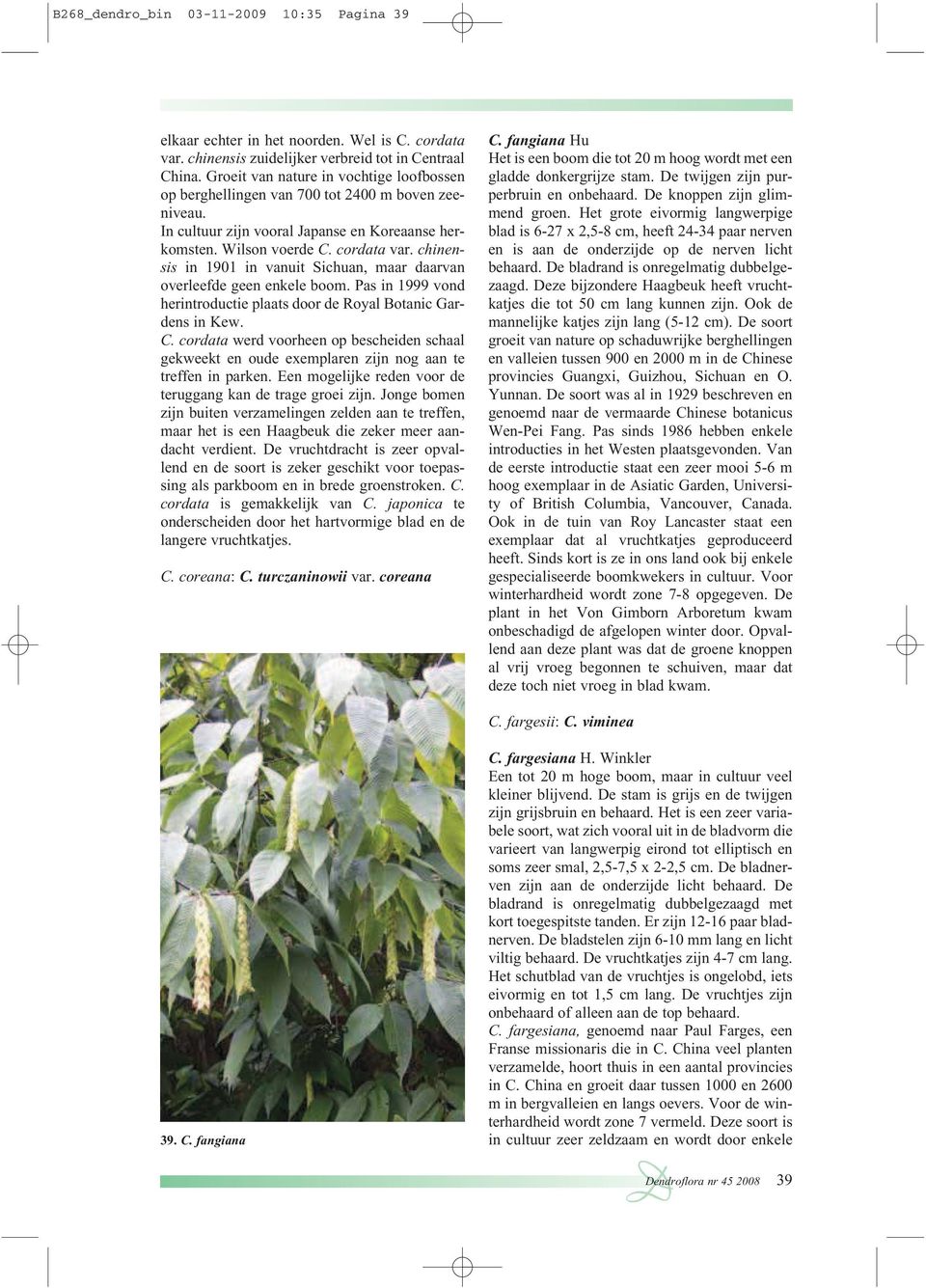 chinensis in 1901 in vanuit Sichuan, maar daarvan overleefde geen enkele boom. Pas in 1999 vond herintroductie plaats door de Royal Botanic Gardens in Kew. C.