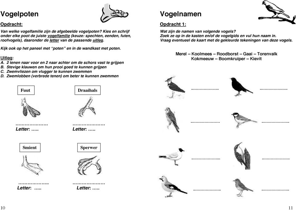 Kijk ook op het paneel met poten en in de wandkast met poten. Uitleg: A. 2 tenen naar voor en 2 naar achter om de schors vast te grijpen B. Stevige klauwen om hun prooi goed te kunnen grijpen C.