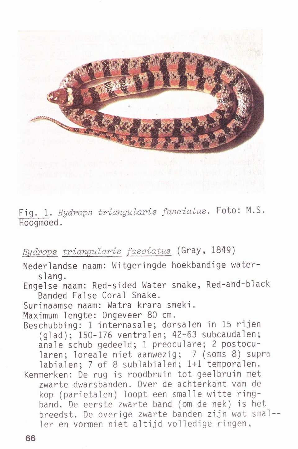 Beschubb'ing: 1 internasale; dorsalen in 15 riien (g1ad); 150-176 ventralen; 42-63 subcaudalen; anale schub gedeeld; 1 preoculare; 2 postocularen; loreale niet aanwezjg; 7 (soms 8) supra labialen; 7