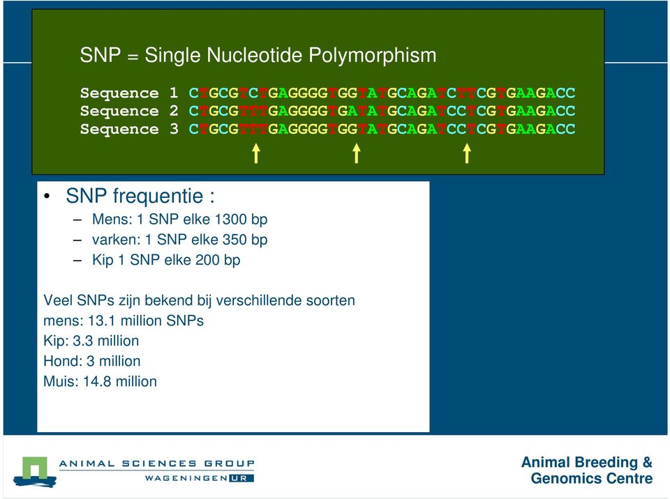 1300 bp varken: 1 SNP elke 350 bp Kip 1 SNP elke 200 bp Veel SNPs zijn bekend bij verschillende