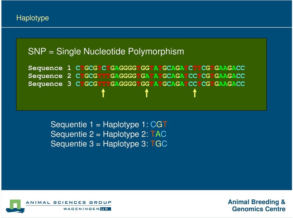 3 TGGTTTGGGGGTGGTTGGTTGTGG Sequentie 1 = Haplotype 1: GT Sequentie 2