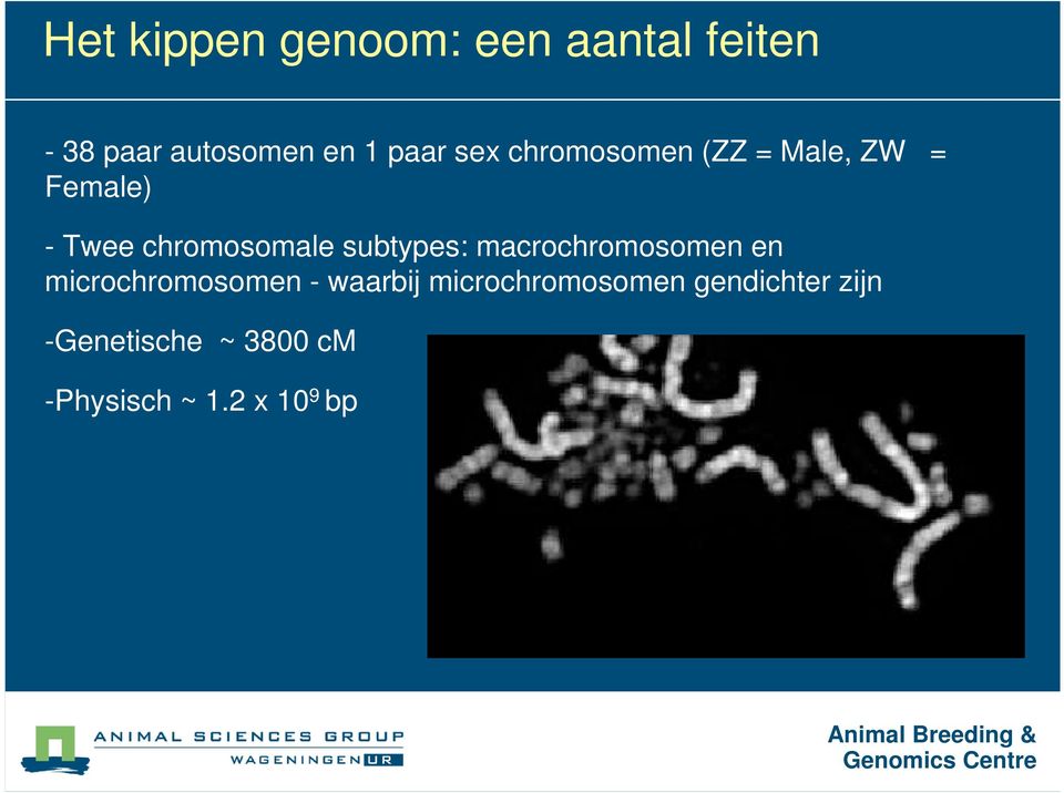 macrochromosomen en microchromosomen - waarbij microchromosomen gendichter
