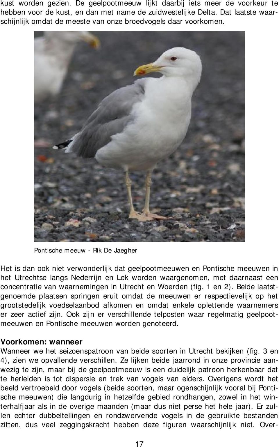 Pontische meeuw - Rik De Jaegher Het is dan ook niet verwonderlijk dat geelpootmeeuwen en Pontische meeuwen in het Utrechtse langs Nederrijn en Lek worden waargenomen, met daarnaast een concentratie