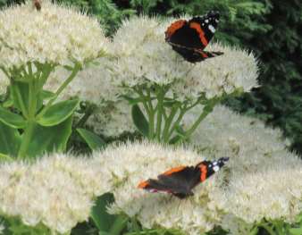 Biodiversiteit insecten op groene daken www.bere.co.