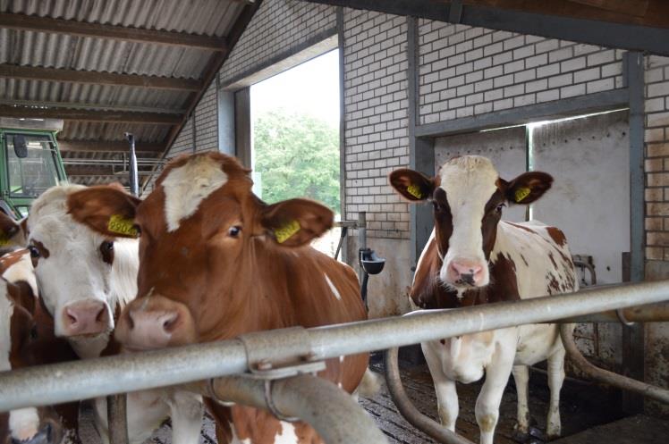 OPENDAG TIJDENS DE LEYETOCHT De weersverwachting voorspelden helaas niet veel goeds voor de 37 ste Leyetocht.