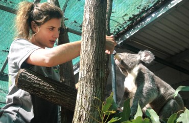 Bescherming van wilde dieren / Port Douglas Vervoeg het team dat instaat voor de bescherming van wilde dieren afkomstig uit de tropische wouden van Australië.