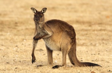 Bescherming van wilde dieren / Kangaroo Island Draag je steentje bij aan de bescherming van de lokale fauna op het wilde Kangaroo Island, een eilandje net onder Adelaide.