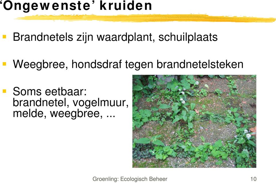 brandnetelsteken Soms eetbaar: brandnetel,