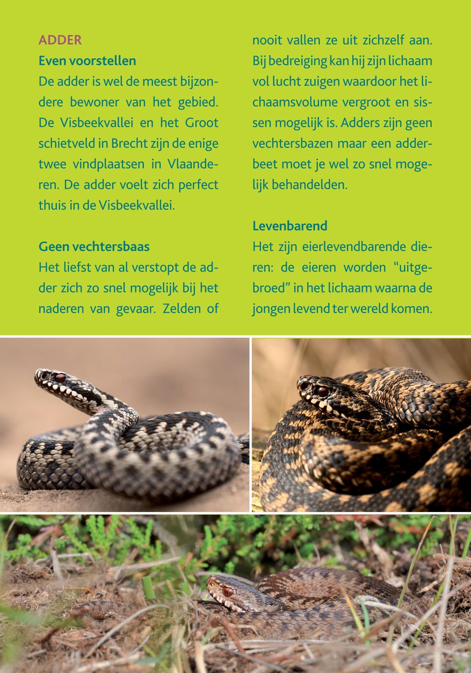 Adders zijn geen vechtersbazen maar een adderbeet moet je wel zo snel mogelijk behandelden. thuis in de Visbeekvallei.