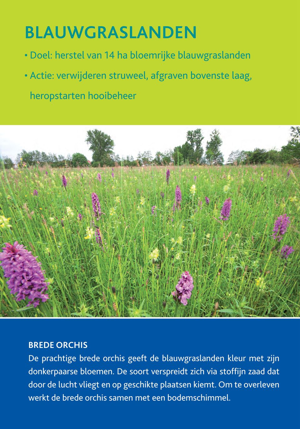 blauwgraslanden kleur met zijn donkerpaarse bloemen.