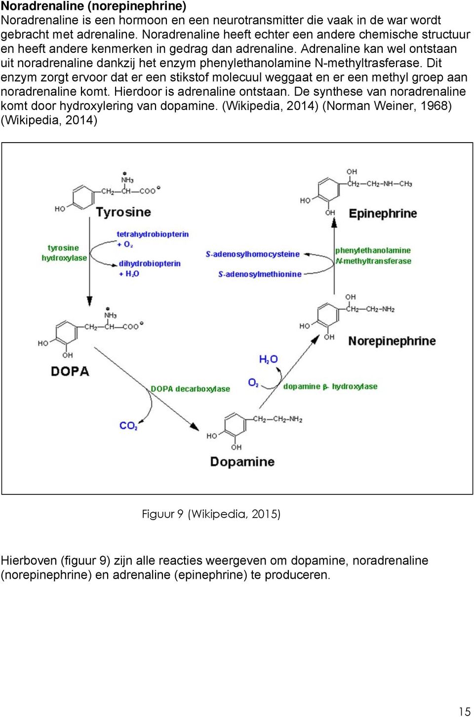 Adrenaline kan wel ontstaan uit noradrenaline dankzij het enzym phenylethanolamine N-methyltrasferase.