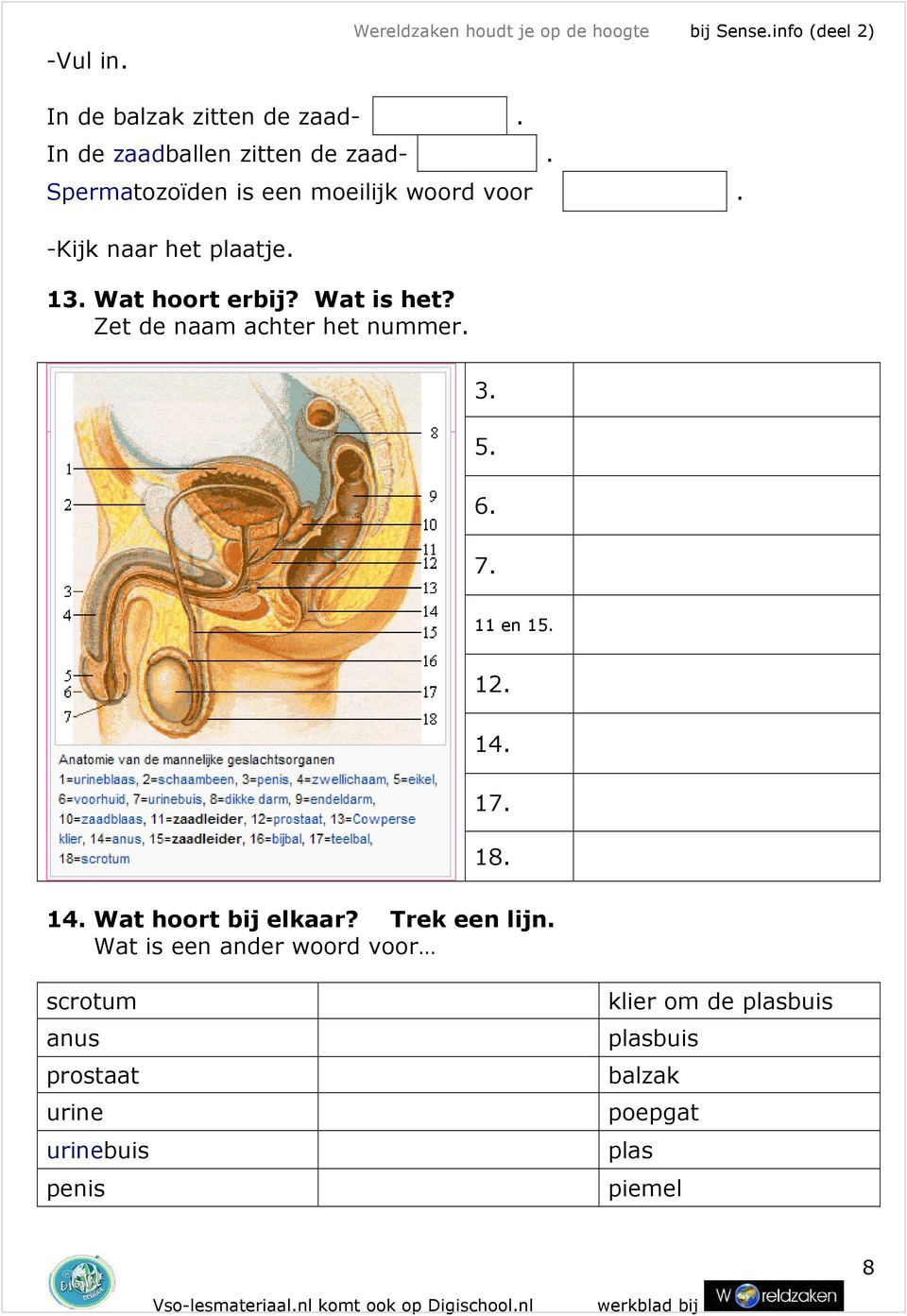 Wat hoort erbij? Wat is het? Zet de naam achter het nummer. 3. 5. 6. 7. 11 en 15. 12. 14. 17. 18. 14. Wat hoort bij elkaar?