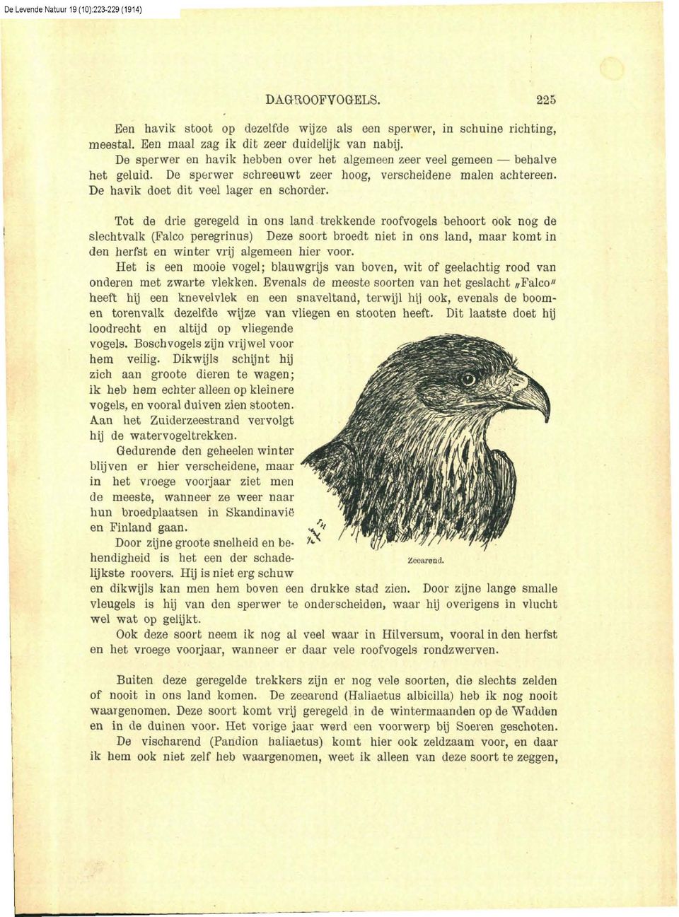 Tot de drie geregeld in ons land trekkende roofvogels behoort ook nog de slechtvalk (Falco peregrinus) Deze soort broedt niet in ons land, maar komt in den herfst en winter vrij algemeen hier voor.