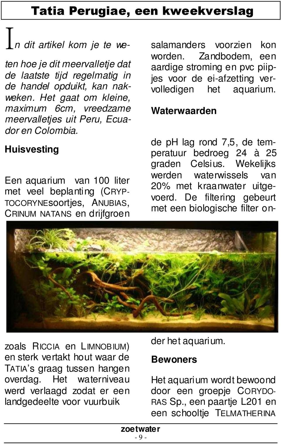 Huisvesting Een aquarium van 100 liter met veel beplanting (CRYP- TOCORYNEsoortjes, ANUBIAS, CRINUM NATANS en drijfgroen salamanders voorzien kon worden.