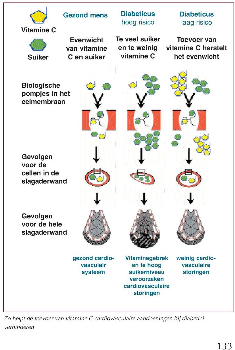 slagaderwand Gevolgen voor de hele slagaderwand gezond cardiovasculair systeem Vitaminegebrek en te hoog suikerniveau veroorzaken