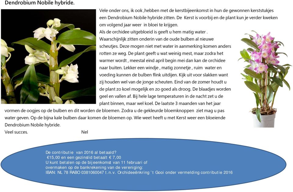 Waarschijnlijk zitten onderin van de oude bulben al nieuwe scheutjes. Deze mogen niet met water in aanmerking komen anders rotten ze weg.