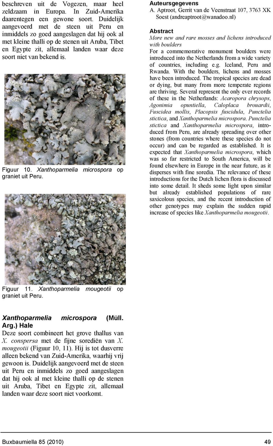 bekend is. Figuur 10. Xanthoparmelia microspora op graniet uit Peru. Auteursgegevens A. Aptroot, Gerrit van de Veenstraat 107, 3763 XK Soest (andreaptroot@wanadoo.