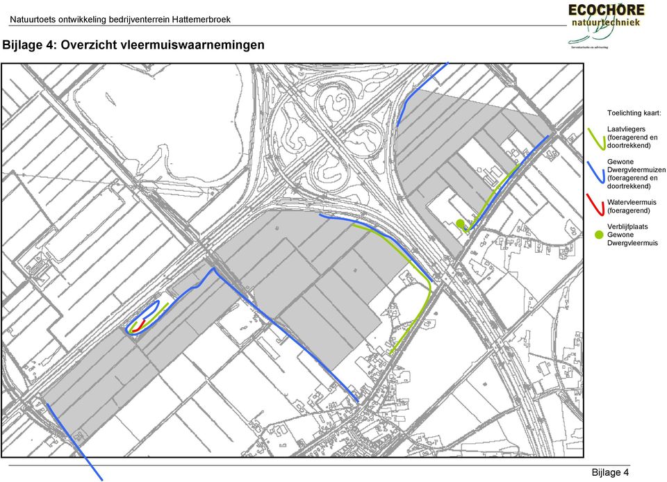 Dwergvleermuizen (foeragerend en doortrekkend)