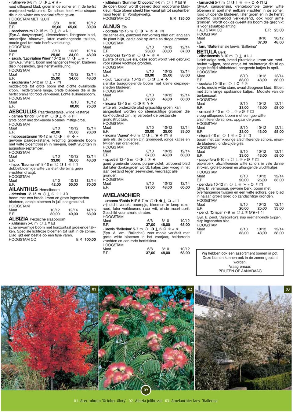 dasycarpum), zilveresdoorn, lichtgroen blad, onderzijde blauwwit, later overhangende takken, mooie geel tot rode herfstverkleuring. E.P. 25,00 34,00 48,00 - sacch. Laciniatum Wieri 10-12 m - l > (Syn.