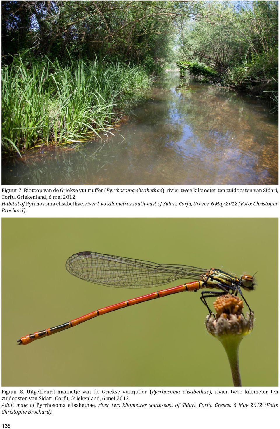 Habitat of Pyrrhosoma elisabethae, river two kilometres south-east of Sidari, Corfu, Greece, 6 May 2012 (Foto: Christophe Brochard). Figuur 8.