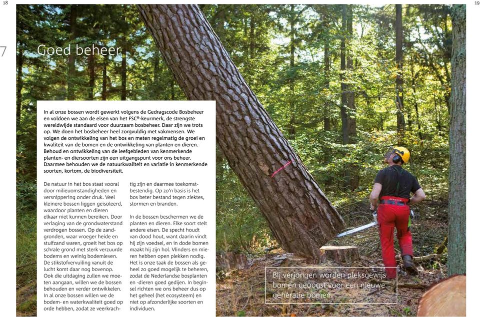 We volgen de ontwikkeling van het bos en meten regelmatig de groei en kwaliteit van de bomen en de ontwikkeling van planten en dieren.