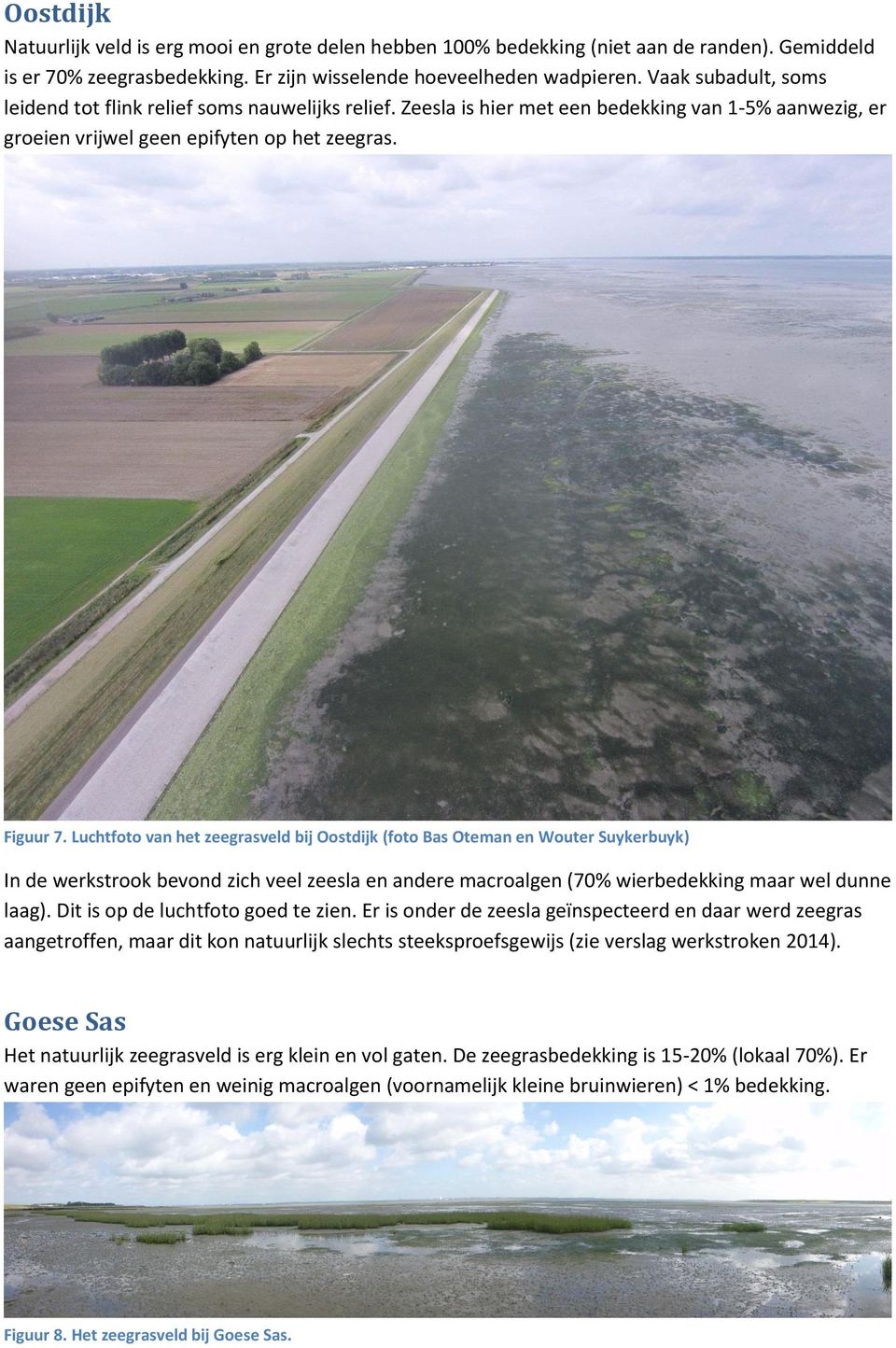 Luchtfoto van het zeegrasveld bij Oostdijk (foto Bas Oteman en Wouter Suykerbuyk) In de werkstrook bevond zich veel zeesla en andere macroalgen (70% wierbedekking maar wel dunne laag).