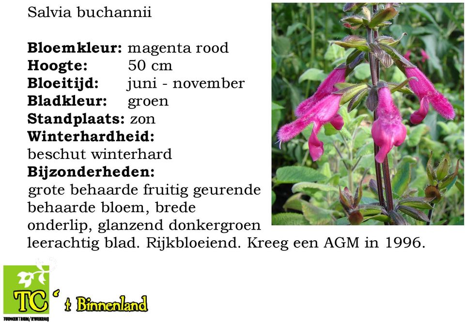 behaarde fruitig geurende behaarde bloem, brede onderlip,