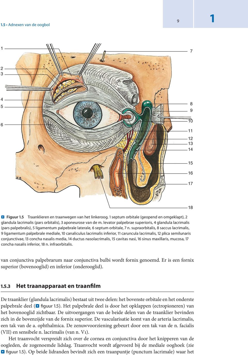 levator palpebrae superioris, 4 glandula lacrimalis (pars palpebralis), 5 ligamentum palpebrale laterale, 6 septum orbitale, 7 n.