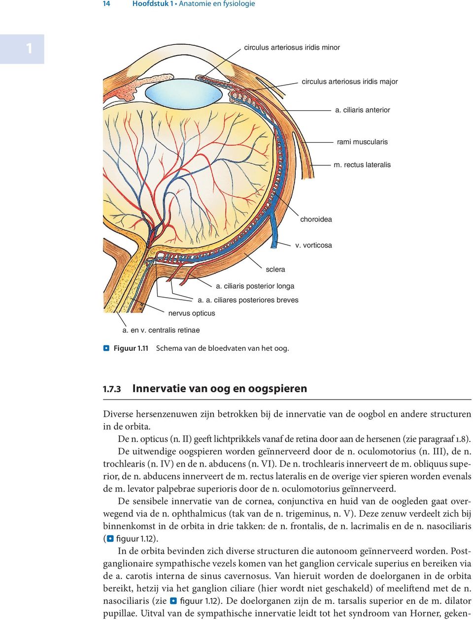 Innervatie van oog en oogspieren Diverse hersenzenuwen zijn betrokken bij de innervatie van de oogbol en andere structuren in de orbita. De n. opticus (n.