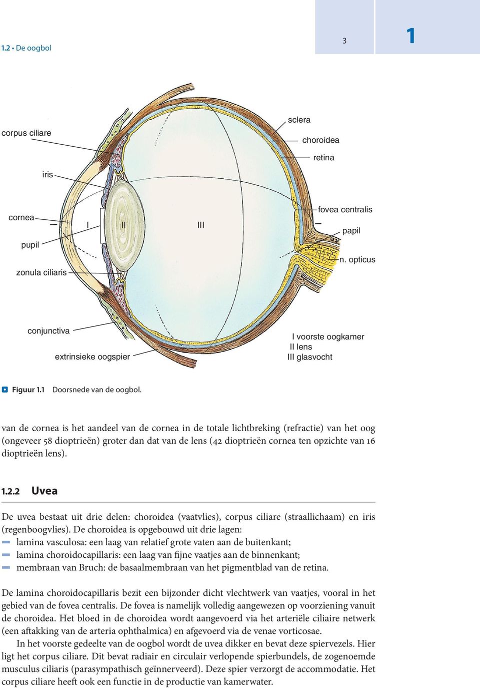 van de cornea is het aandeel van de cornea in de totale lichtbreking (refractie) van het oog (ongeveer 58 dioptrieën) groter dan dat van de lens (42 dioptrieën cornea ten opzichte van 6 dioptrieën