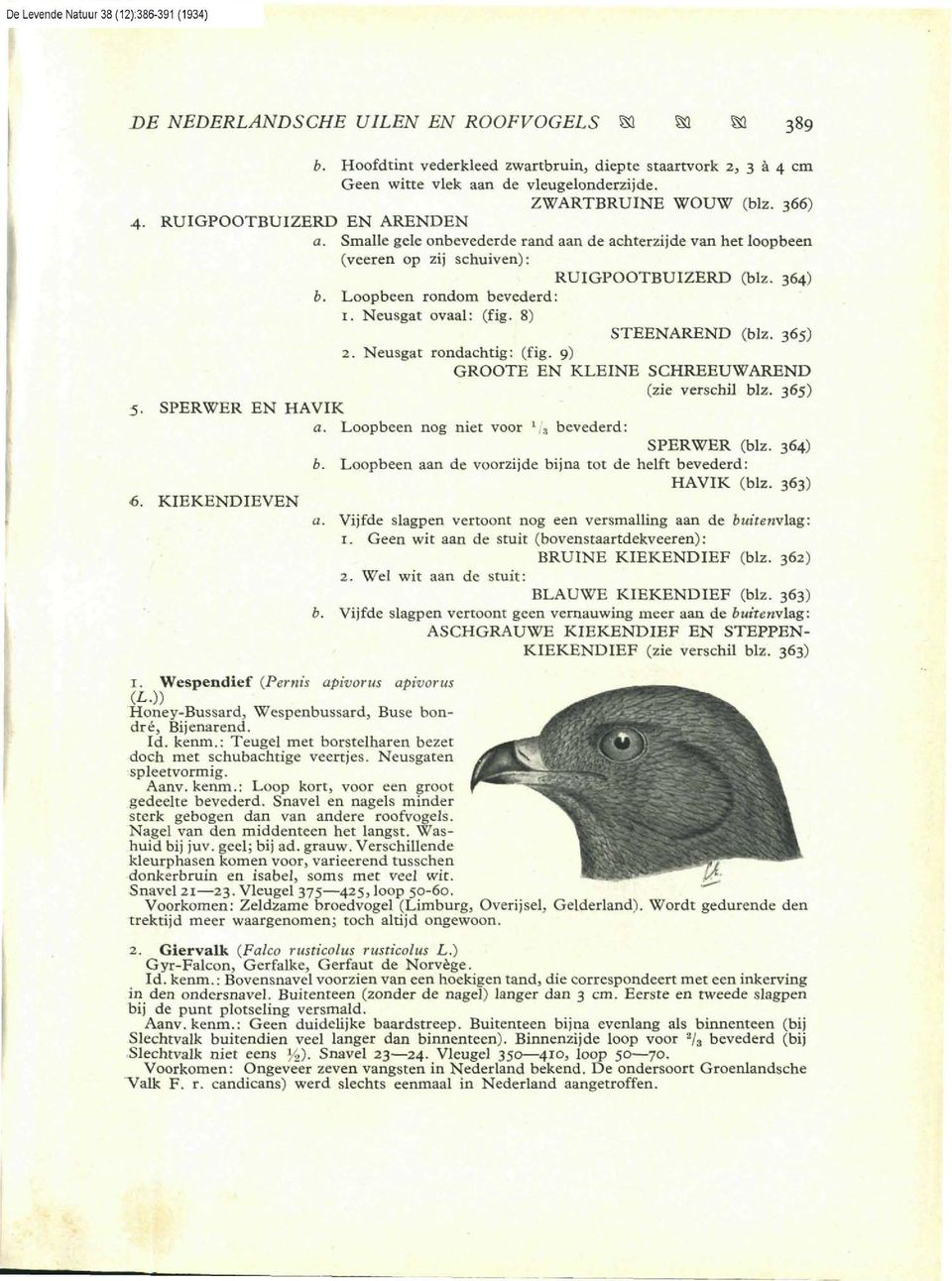 8) STEENAREND (blz. 365) 2. Neusgat rondachtig: (fig. 9) GROOTE EN KLEINE SCHREEUWAREND (zie verschil blz. 365) 5. SPERWER EN HAVIK a. Loopbeen nog niet voor 1, s bevederd: SPERWER (blz. 364) b.