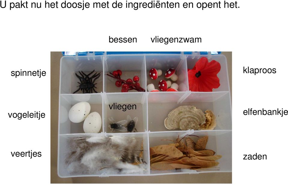 bessen vliegenzwam spinnetje