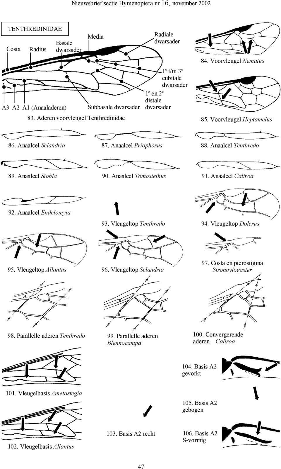 Anaalcel Priophorus 88. Anaalcel Tenthredo 89. Anaalcel Siobla 90. Anaalcel Tomostethus 91. Anaalcel Caliroa 92. Anaalcel Endelomyia 93. Vleugeltop Tenthredo 94. Vleugeltop Dolerus 95.