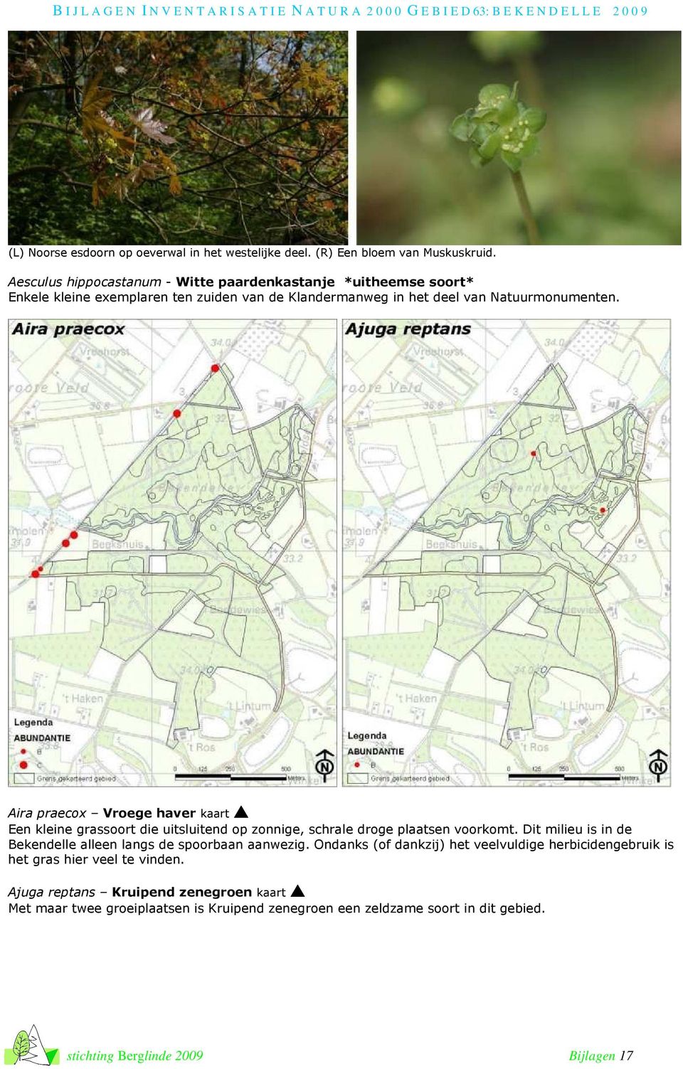 Aira praecox Vroege haver kaart Een kleine grassoort die uitsluitend op zonnige, schrale droge plaatsen voorkomt.