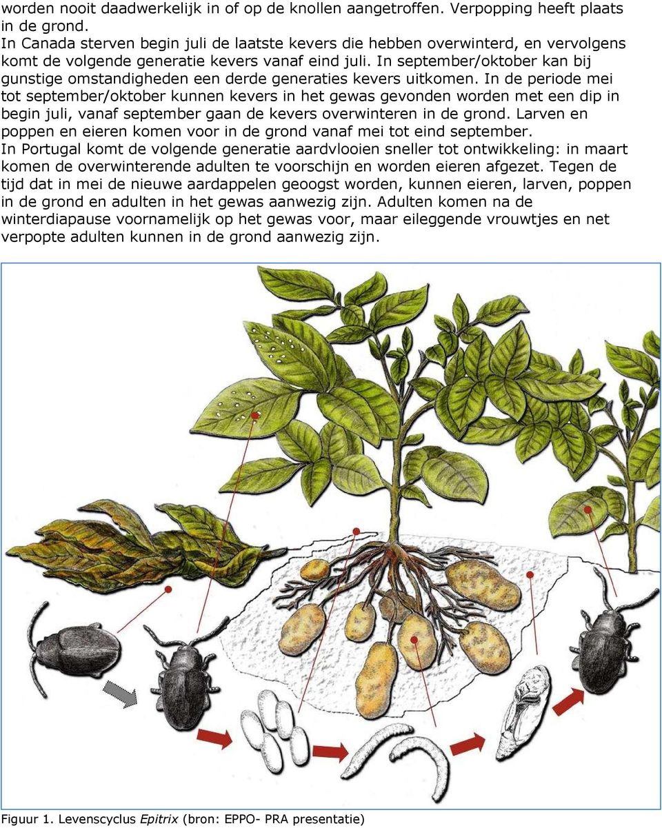 In september/oktober kan bij gunstige omstandigheden een derde generaties kevers uitkomen.