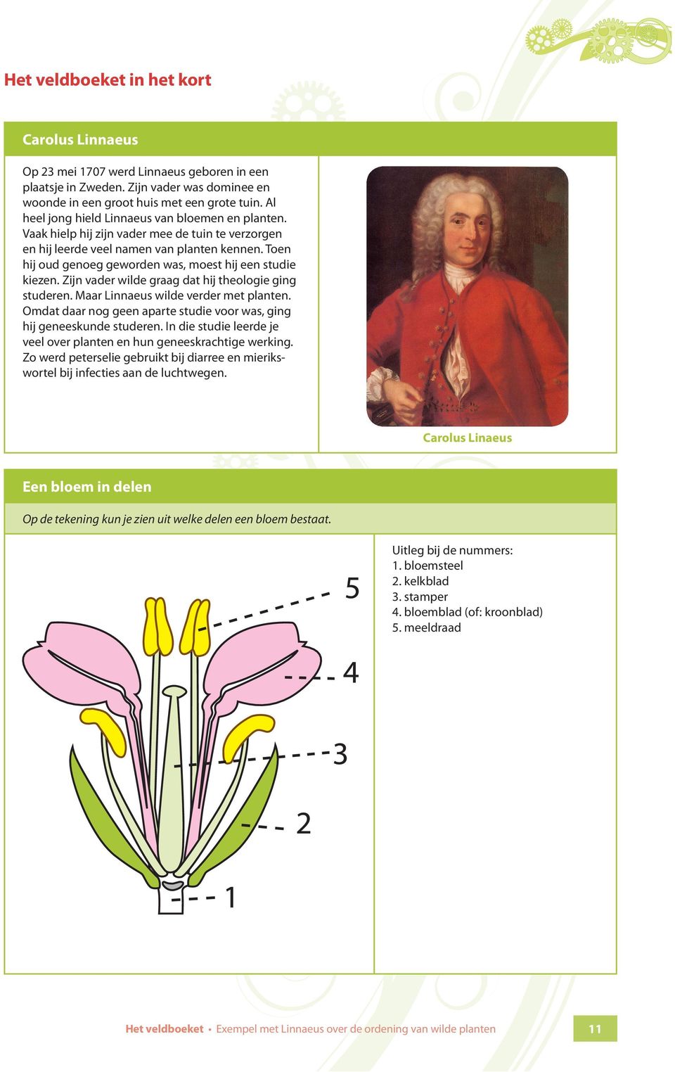 Toen hij oud genoeg geworden was, moest hij een studie kiezen. Zijn vader wilde graag dat hij theologie ging studeren. Maar Linnaeus wilde verder met planten.